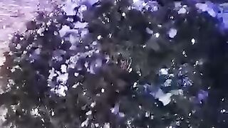 Новорічна феєрія