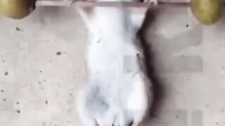 Смешные животные 4