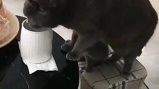 Kitty Funs 3