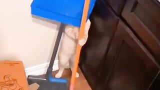 Kitty Funs 4