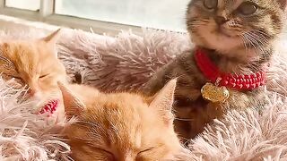 Kitty Funs 5