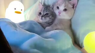 Kitty Funs 6