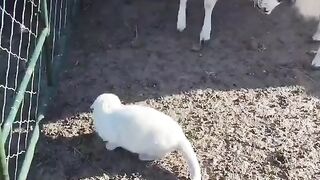Kitty Funs 7
