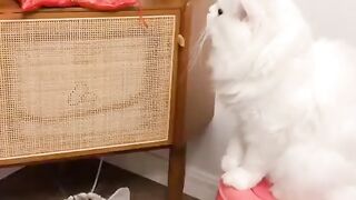Kitty Funs 9
