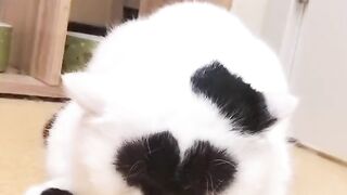 Kitty Funs 10