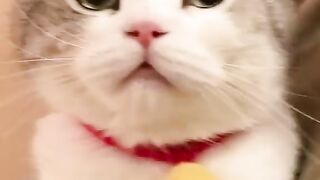 Kitty Funs 11