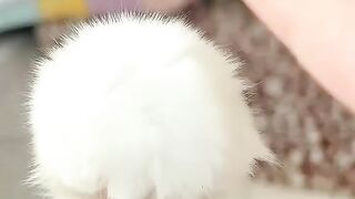 Kitty Funs 13