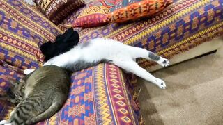Kitty Funs 18