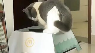 Kitty Funs 19