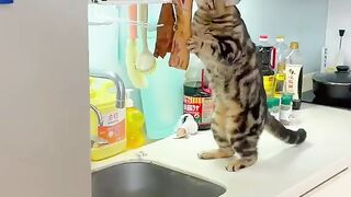 Kitty Funs 24