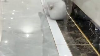 Kitty Funs 25