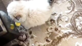 Kitty Funs 28