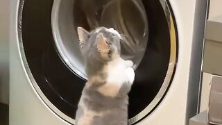 Kitty Funs 29