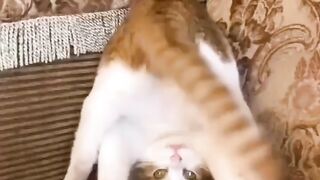 Счастливый кот!