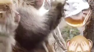 Смешные обезьяны