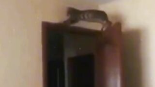 Прикольні котики