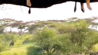 Прайд устал , прайд отдыхает.