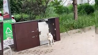 Выходит подлый трус