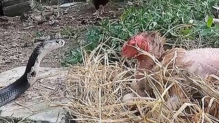 Защитница