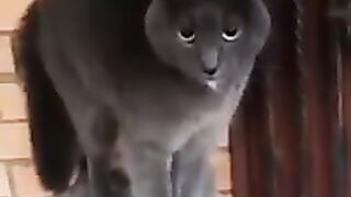 От испуга, кот заговорил человеческим голосом