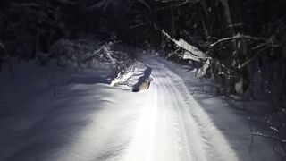 Ночной глухарь.