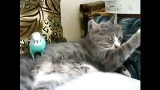 Попугай говорит с котом