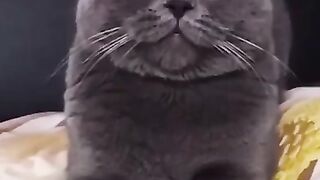 Смешно до слёз _ Приколы Животные