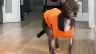Смешные Животные. Собаки Смешные Коты