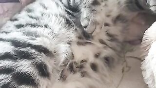 Как Создавали Моего Кота, Весёлые Видео про Животных