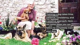 How to I Completely Train Dog