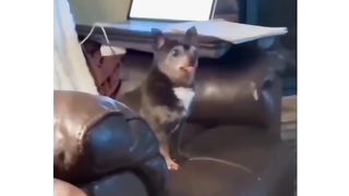Funny Dog -Pls