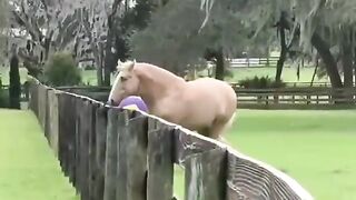 Horse Playing the Football