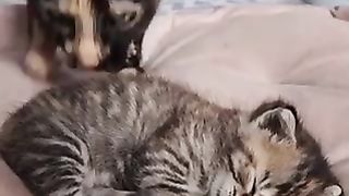 Cate lover