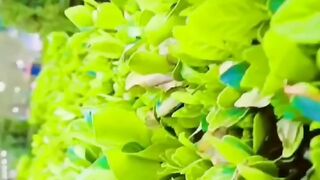 Nature video...