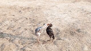 New hen kids fighting with on very dangerous