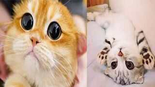 Top funny cat videos today