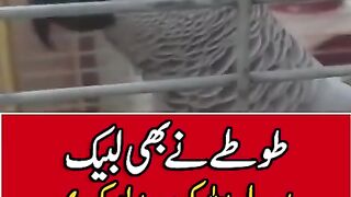 toty nay labaik Ya Rasool Allah Ke Sada buland kar de