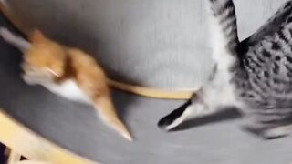 Funny Kittens
