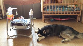 children is crying but dog is guard in children