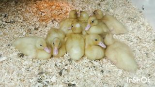 Cute ducklings make me happy.