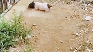 Inosuke real life