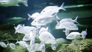 fish video | kids video