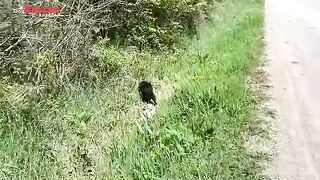 Abandoned dog mama cares for her newborn puppies in the canal by the roadside