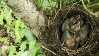Baby bird video
