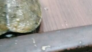 Crazy Turtle