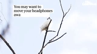 White bellbird- listen to the world's loudest bird call.