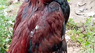 Beautiful ???????? chicken