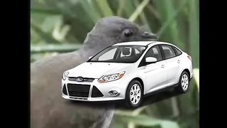 Lyrebird Mimicking Chainsaws, Cameras, Cars and Even People!.