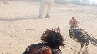 Best chiks fight in our village
