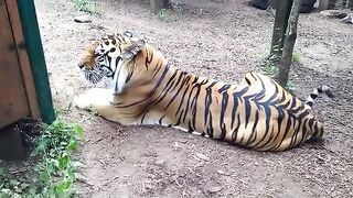 Angry Tiger Growling.